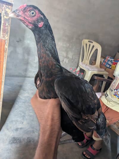 Aseel Mianwali or Thai cross female