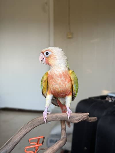 hand tamed pineapple conure , suncheek