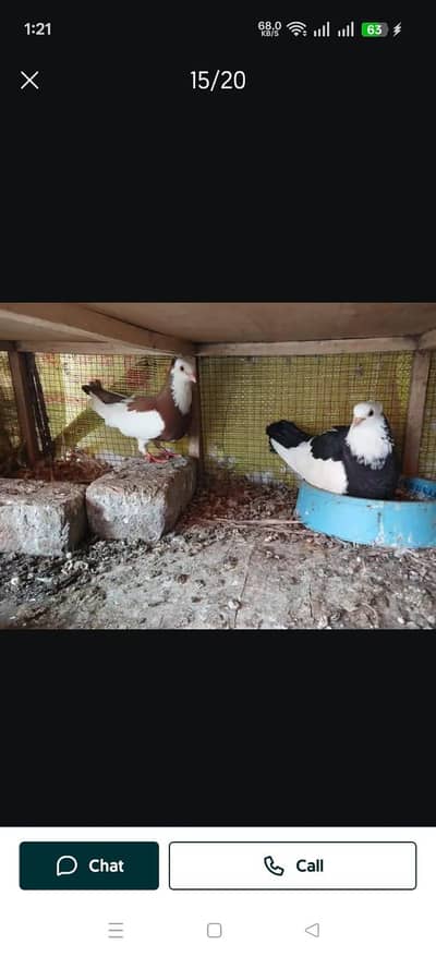 breeder pairs