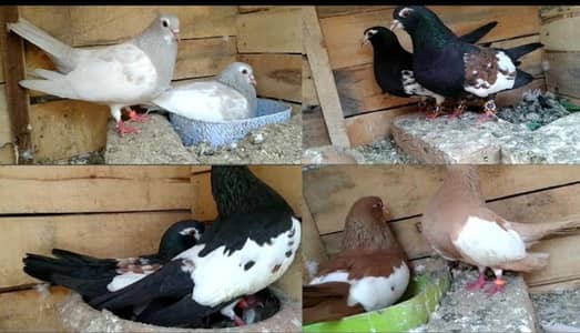 breeder pairs