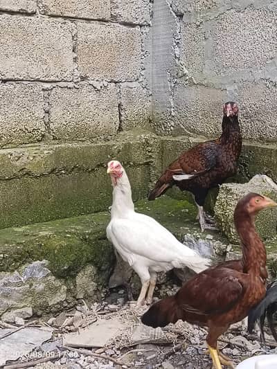 White Aseel Maadi