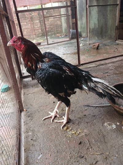 peaur aseel murg peaur thai murgi