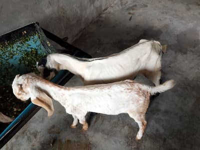 Male Female pair For sale