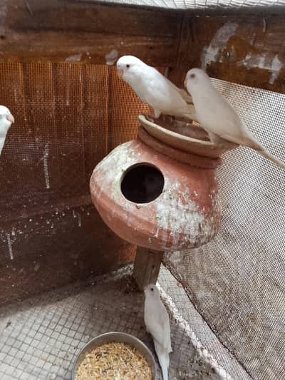 1 pair and 1 single total 3 parrots  red eyes