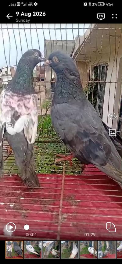 7 breeder pair 03039576668