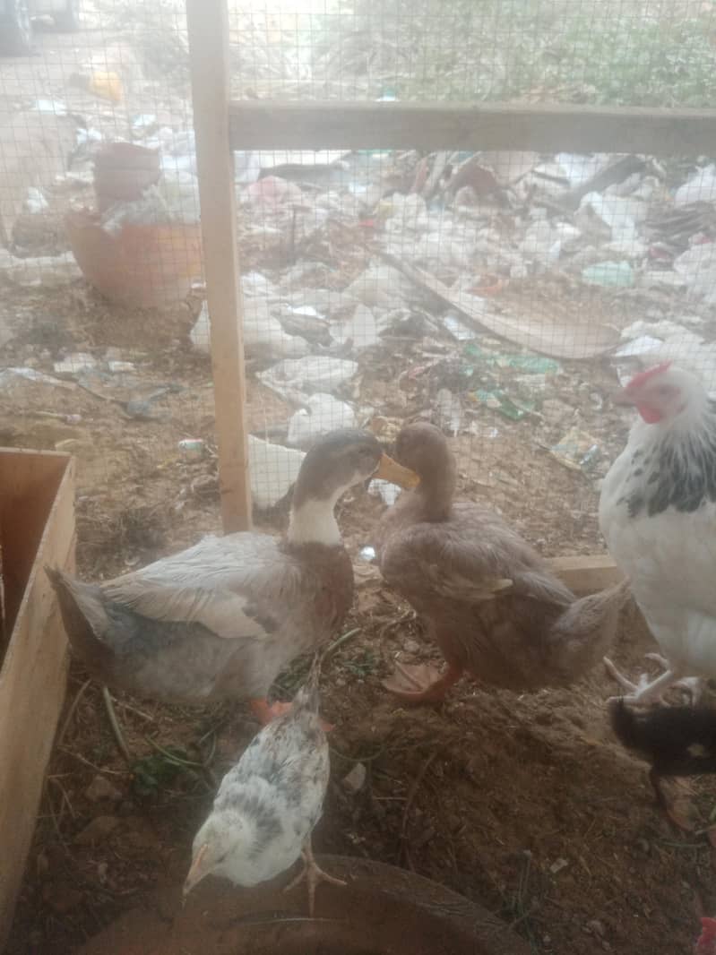 Ducks 1