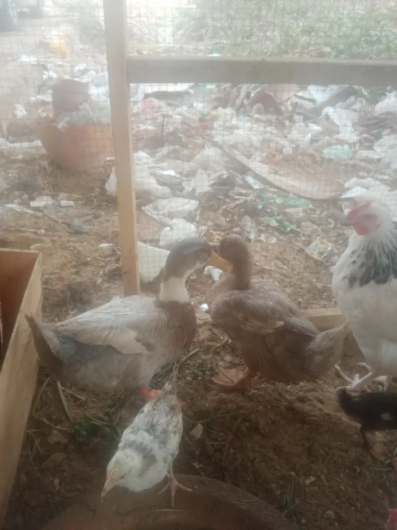 Ducks — photo 2
