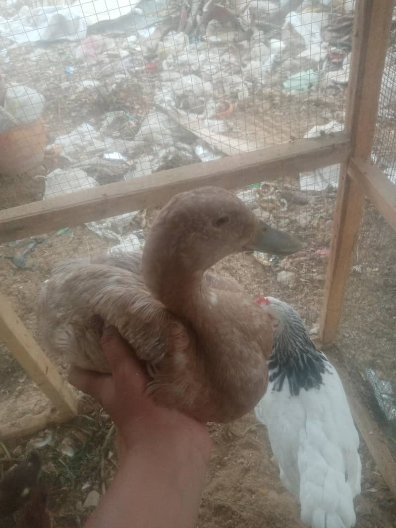 Ducks 2