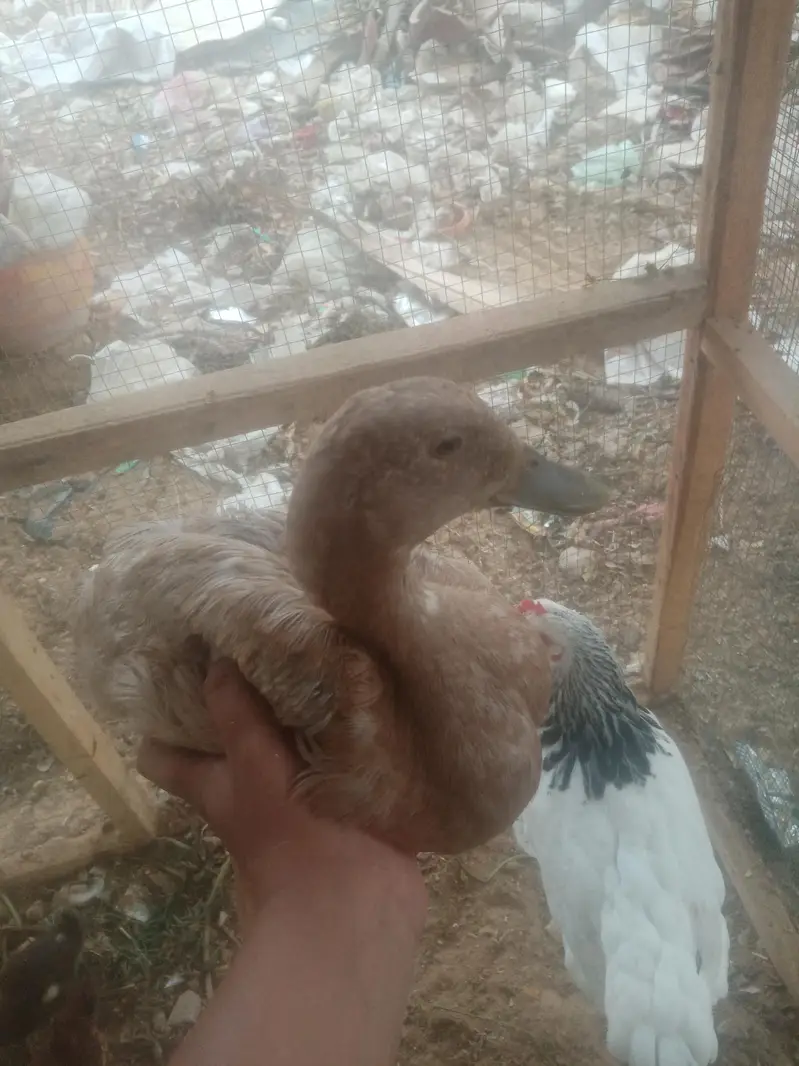 Ducks — photo 3