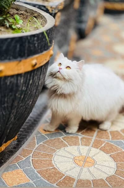 persian cat tripel coated old eyes