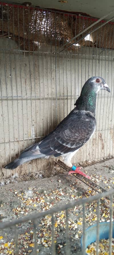 2024 brid