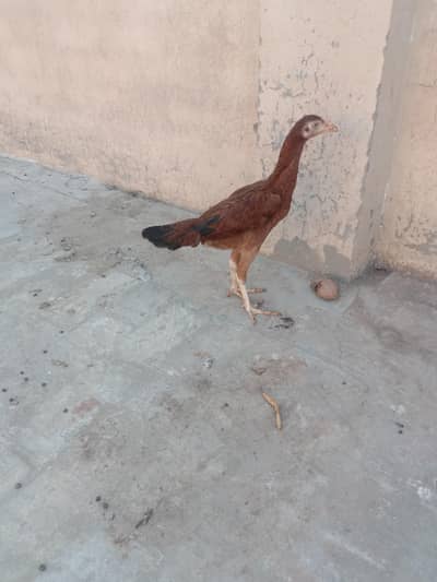 aseel Sindhi pathi for sale 03224186572