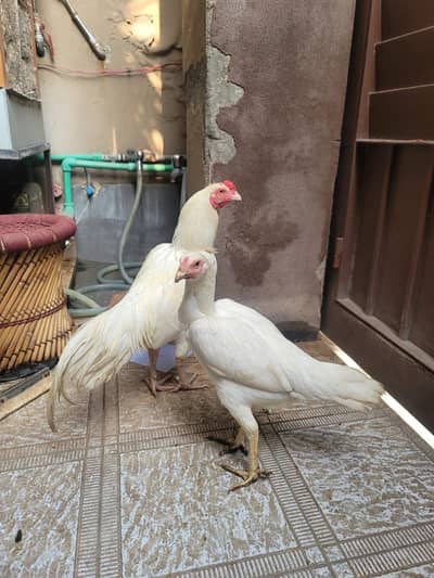 Heera Aseel young pair