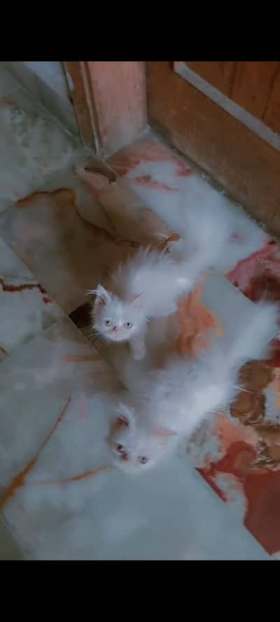 PERSIAN  KITTEN  MALE FEMALE Punchface