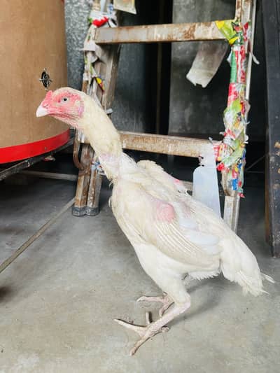 Shamo female to Quality