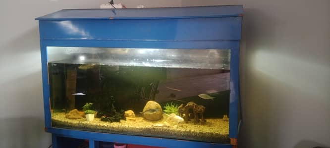 fish aquarium