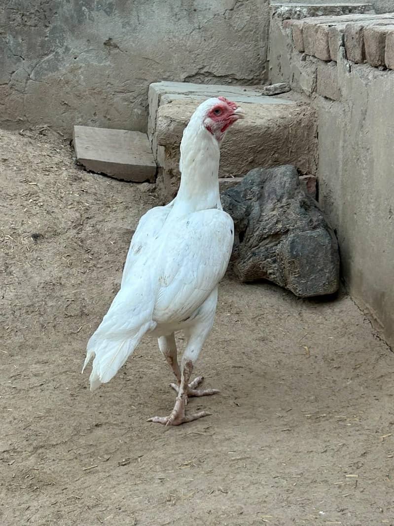 hera aseel 1