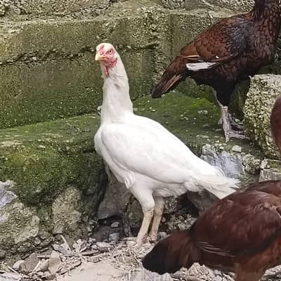 White Aseel Maadi