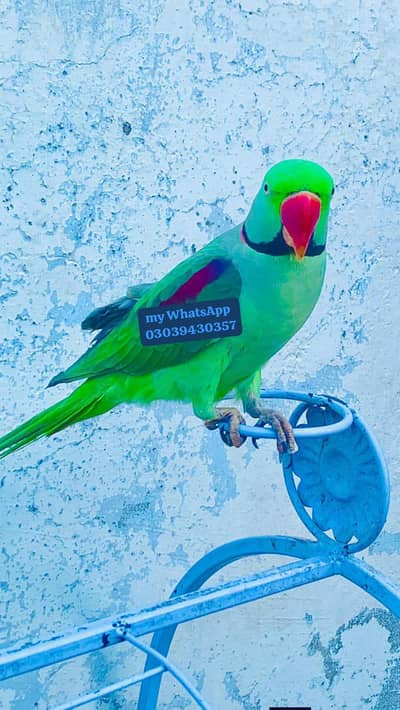 kasmri Raw parrot for 1 years ago Whatsapp number 03039430357