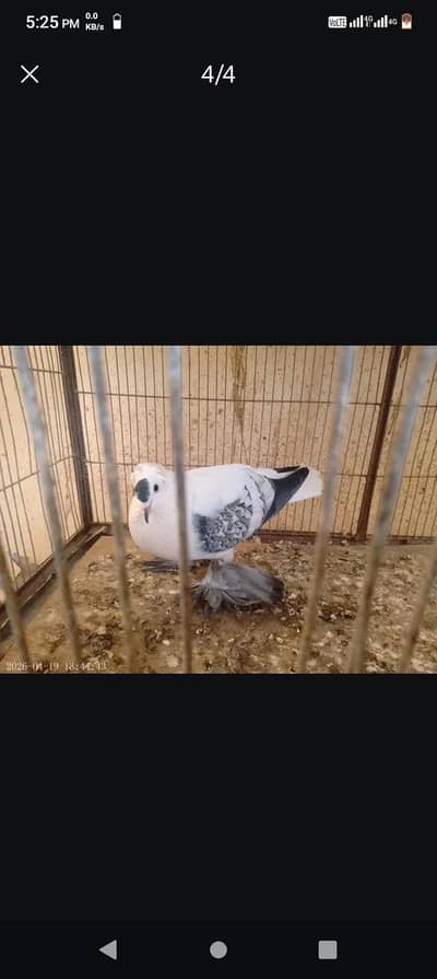Fancy Pigeons