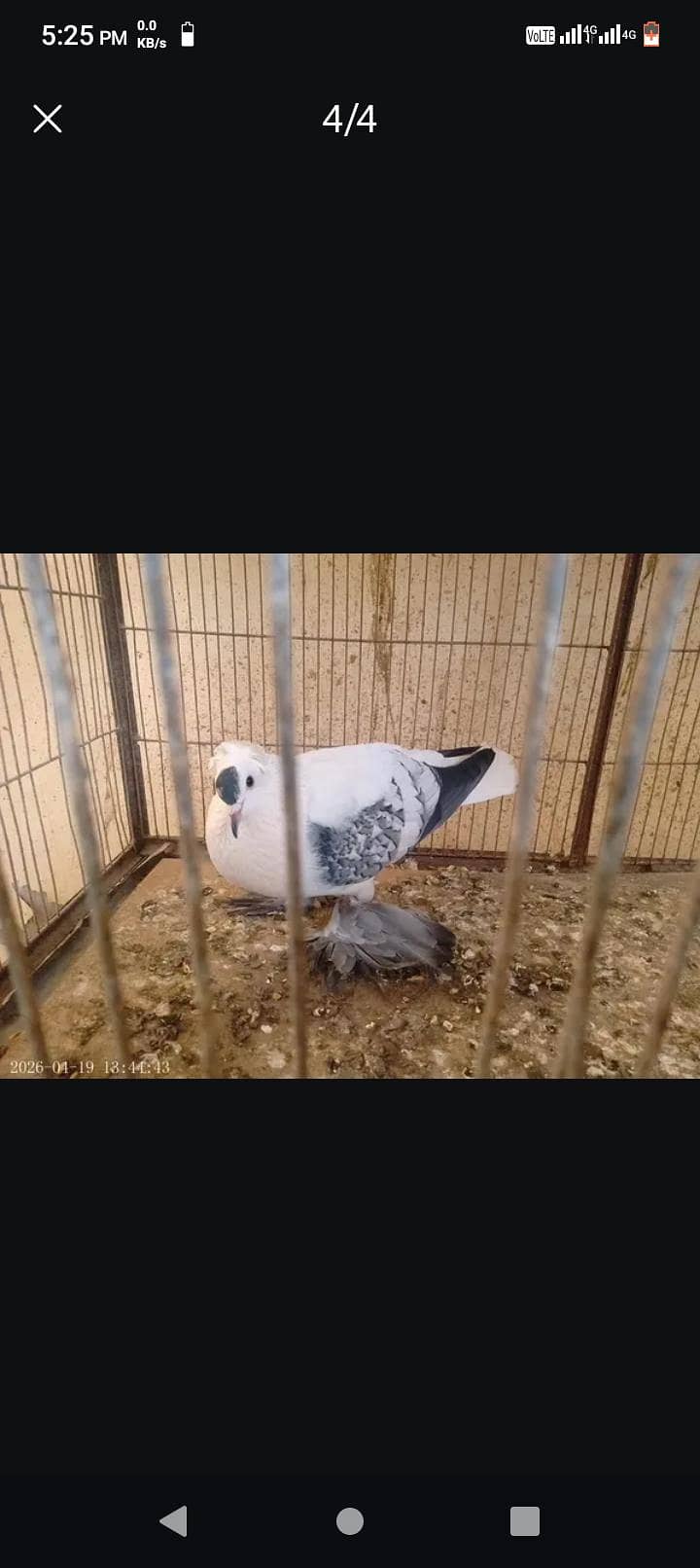 Fancy Pigeons 0