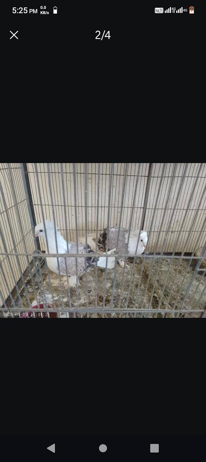 Fancy Pigeons 1