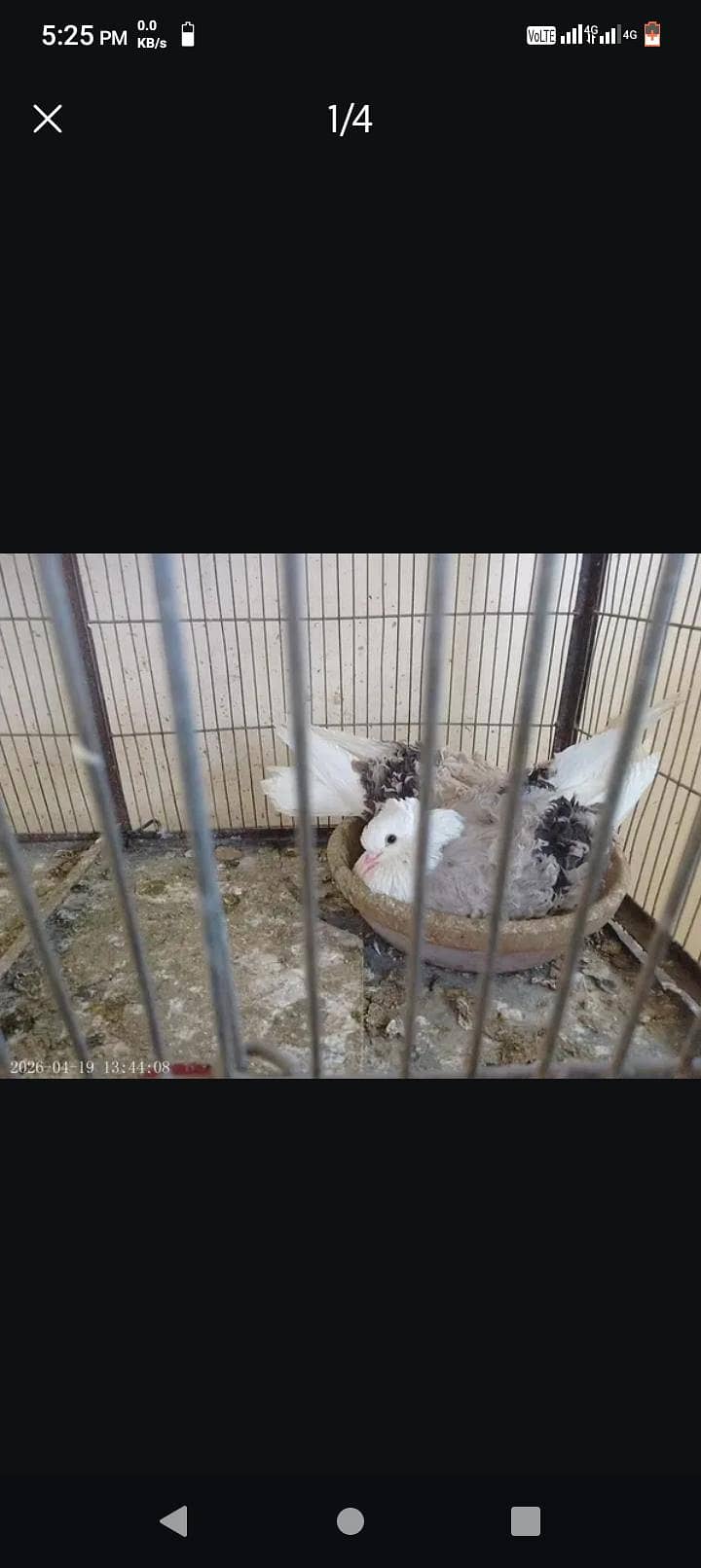 Fancy Pigeons 2