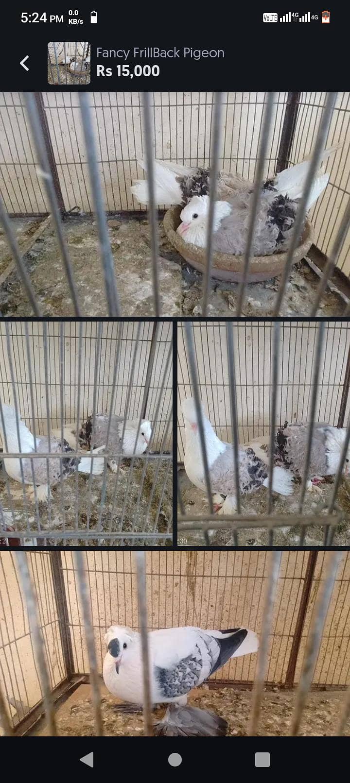 Fancy Pigeons 3