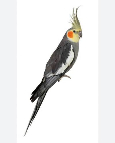 Cockatiel