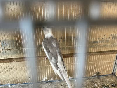 Cockatiel pair with 10 month babies