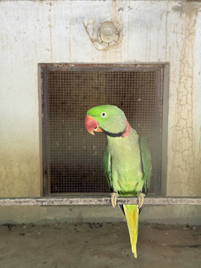 Raw talking parrots 0