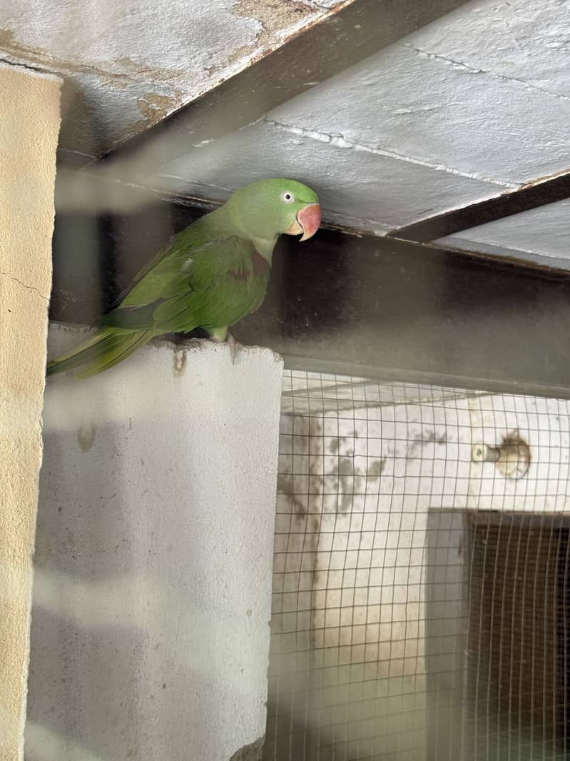Raw talking parrots 1