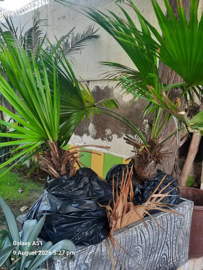 plant