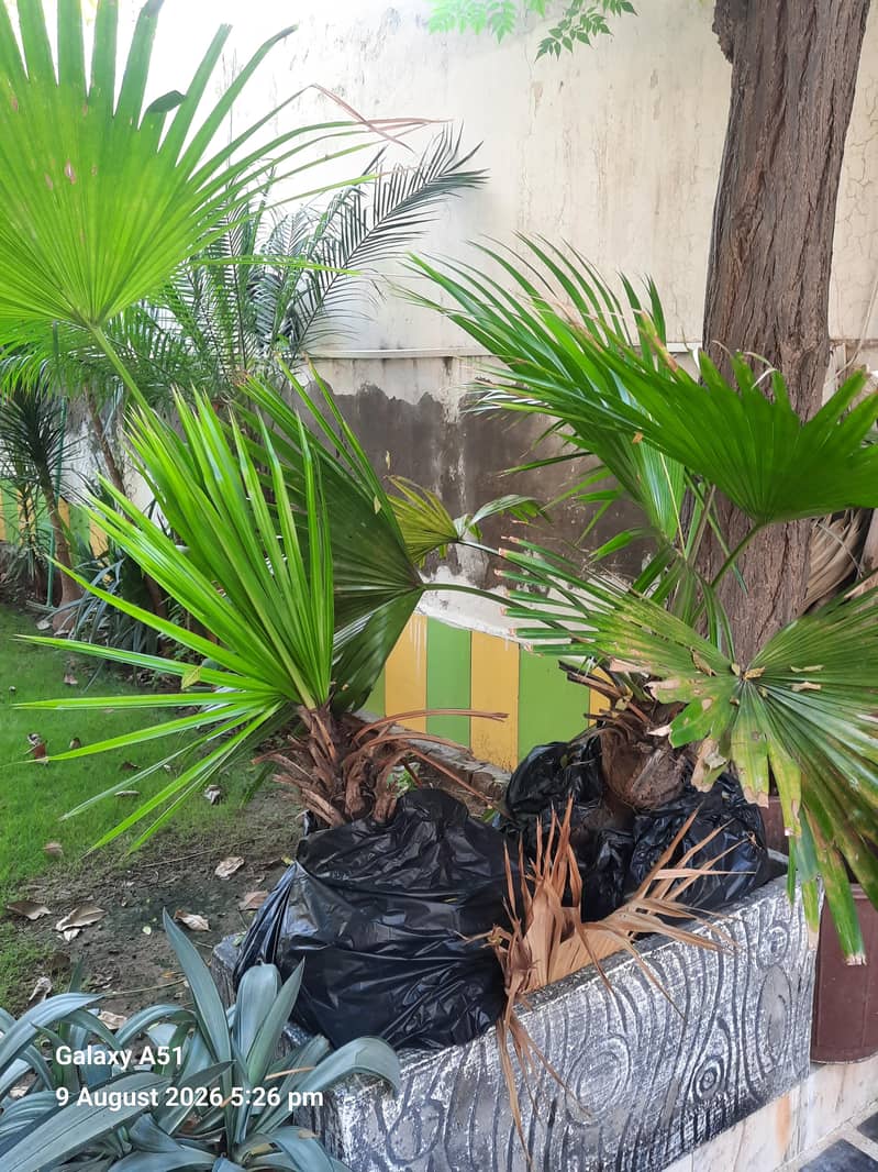 plant 2