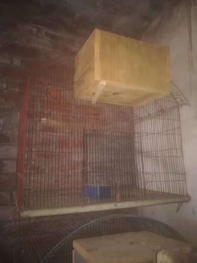 cocktail and raw parat cage