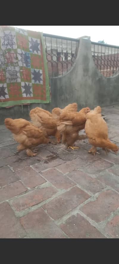 high quality Golden buff