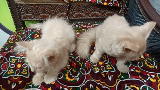 cat pair for sell