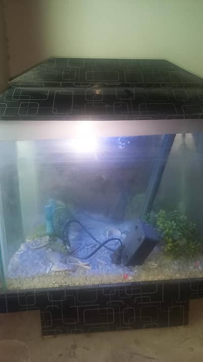 Fish Aquarium Fish Tank