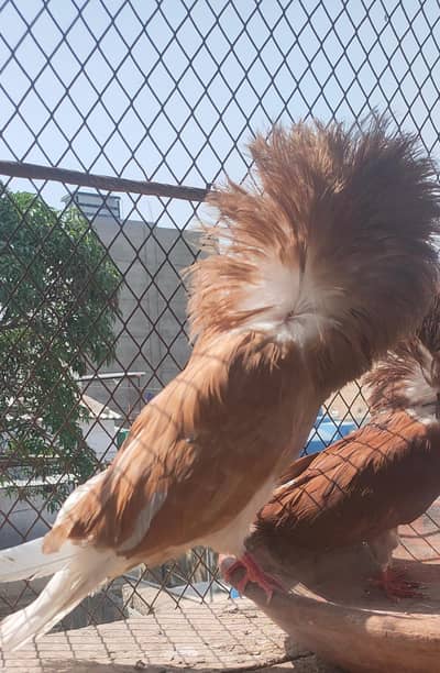 Beautiful bird