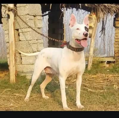 Guwahati gultair female age 12 month for sale