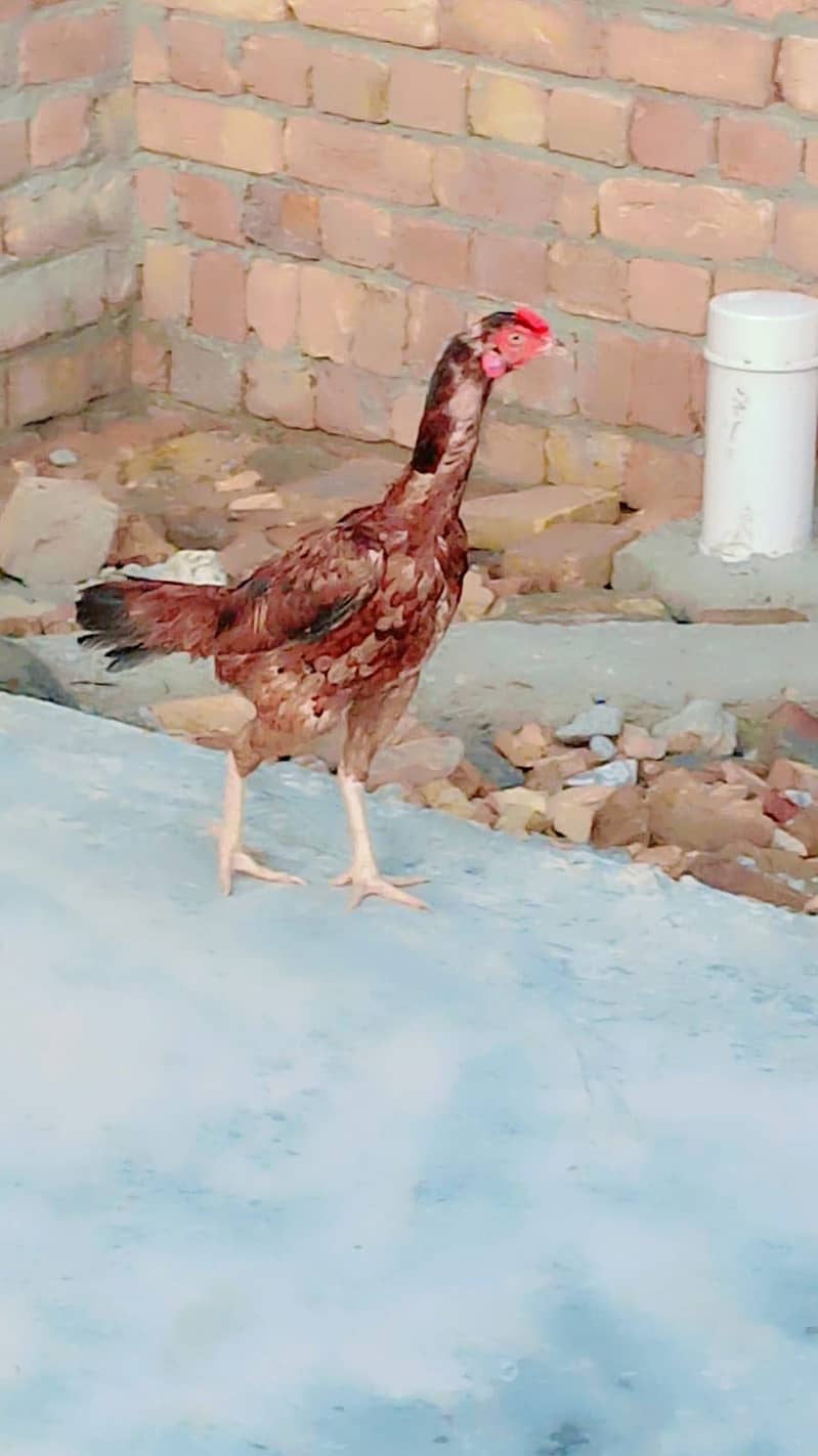Aseel Murga pair 0