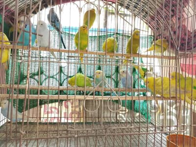 Bajri Adult For Sale