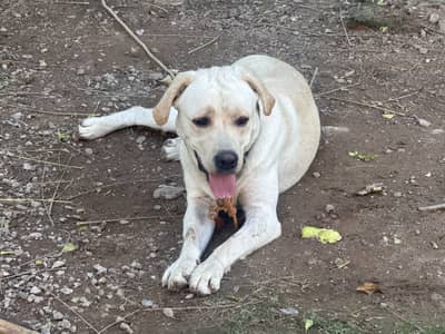 Labrador for Sale