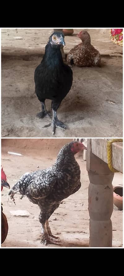 Cross Black buff
