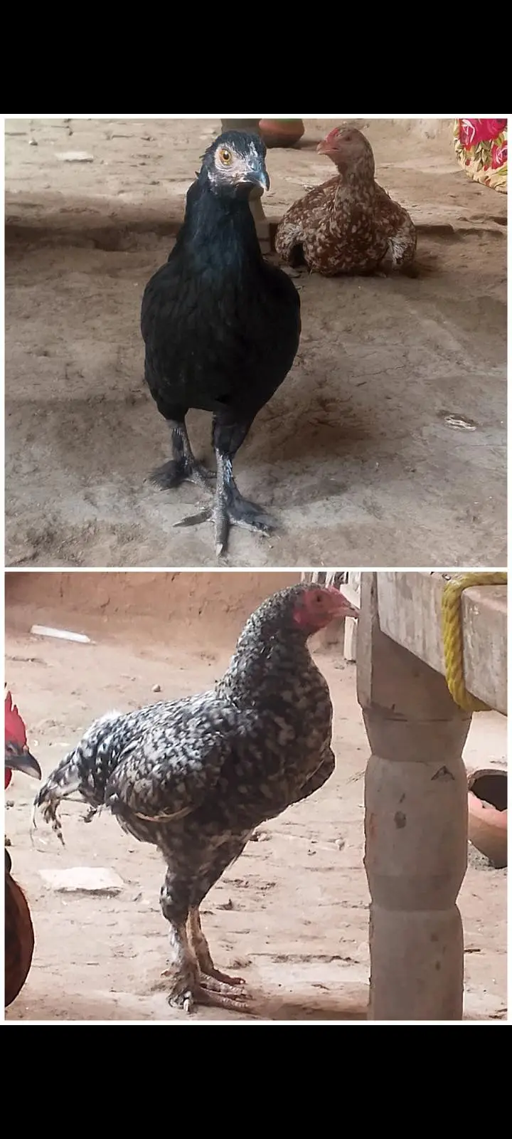 Cross Black buff