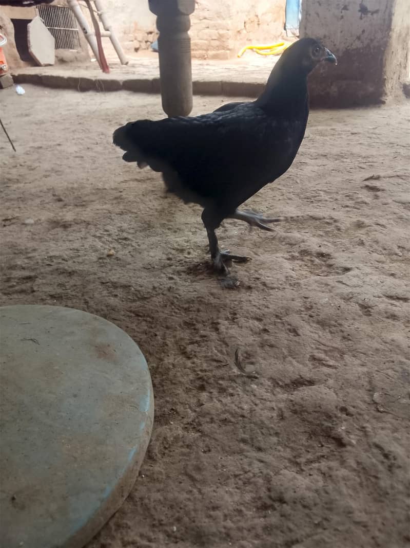 Cross Black buff 1