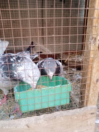 Selling Pigeons
