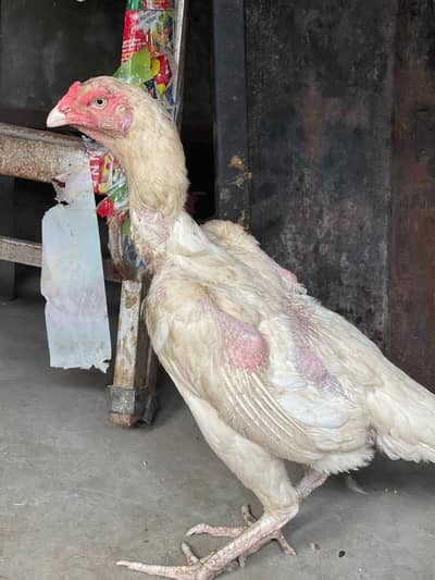 shamo Female for sale