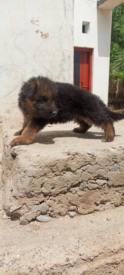 German shepherd dogs / Gsd puppy double coat