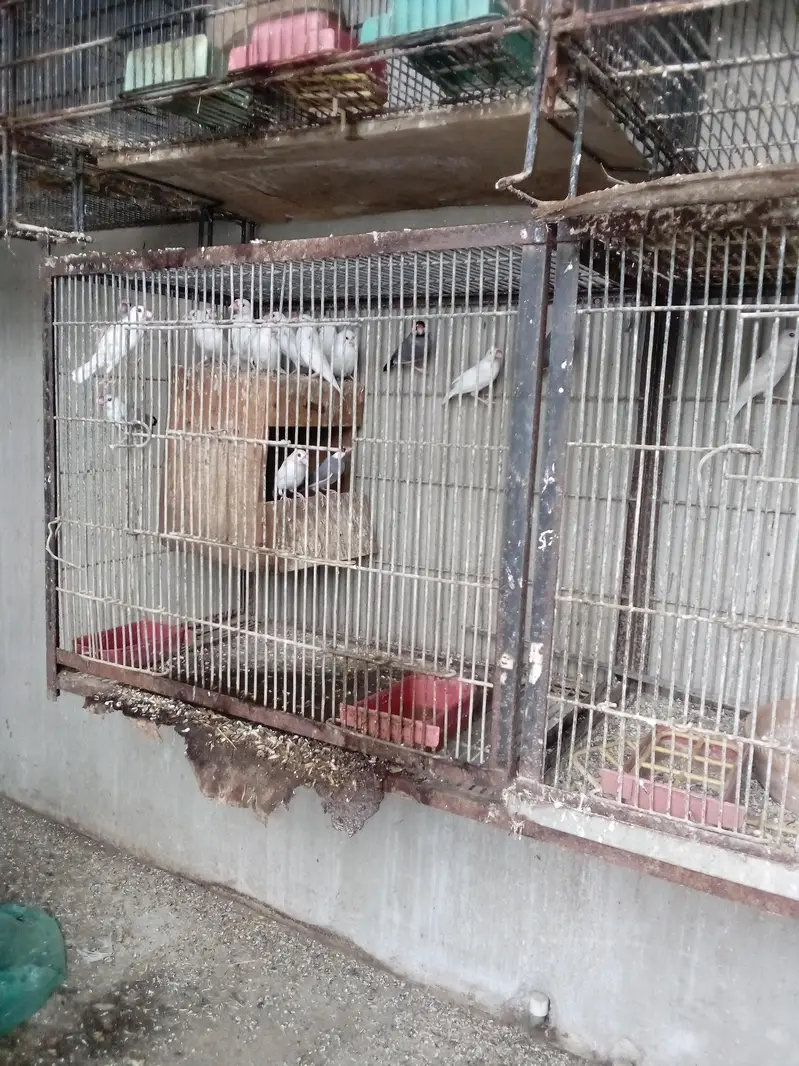 white java birds — photo 2
